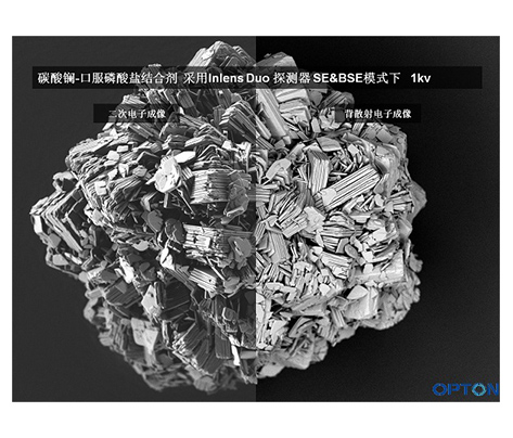 掃描電子顯微鏡